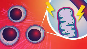 Mitochondrial article